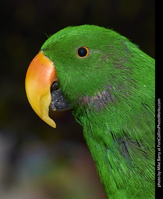 Eclectus (male)