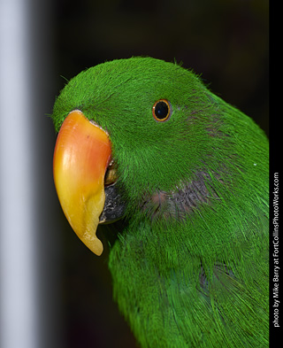 Eclectus (male)