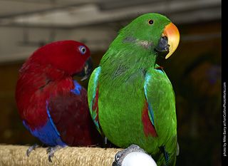 Eclectus (female and male)