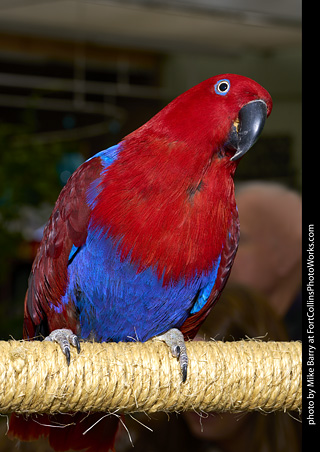 Eclectus (female)