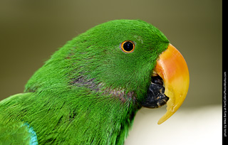 Eclectus (male)