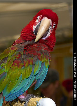 Green-Winged Macaw