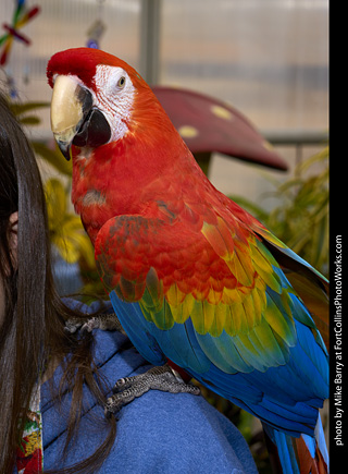 Camelot Macaw