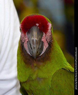 Military Macaw