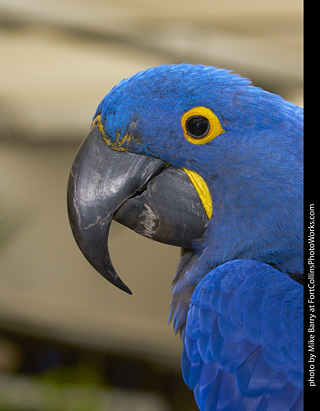 Hyacinth Macaw