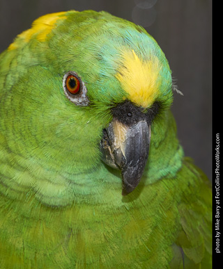 Yellow Naped Amazon Parrot
