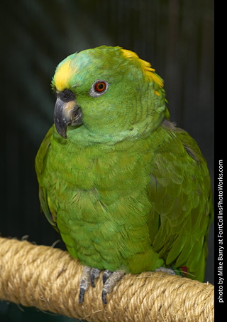 Yellow Naped Amazon Parrot