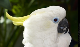 Sulphur Crested Cockatoo