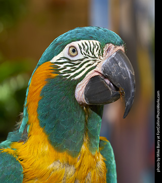 Blue Throated Macaw