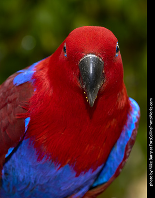 Eclectus (female)