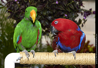 Eclectus (male and female)