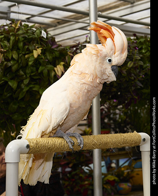 Moluccan Cockatoo