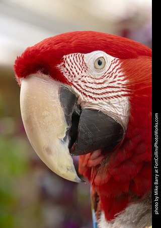 Green-Winged Macaw