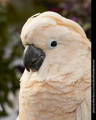 Moluccan Cockatoo