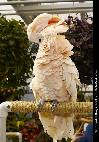 Moluccan Cockatoo