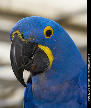 Hyacinth Macaw