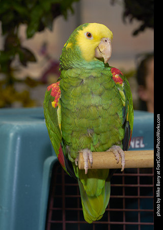 Yellow Headed Amazon Parrot