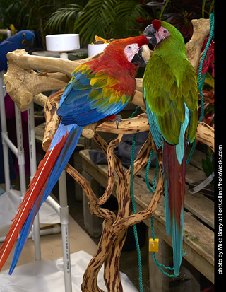 Camelot Macaw and Military Macaw