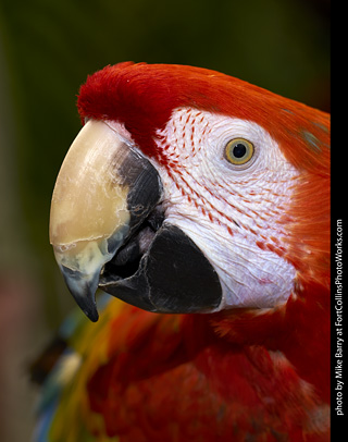 Camelot Macaw