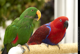 Eclectus (male and female)