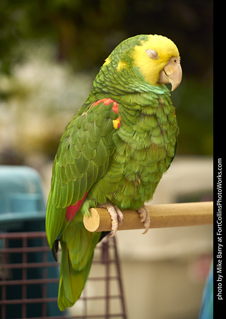 Yellow Headed Amazon Parrot