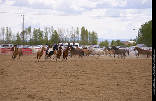 Never Summer Rodeo - Running the Horses