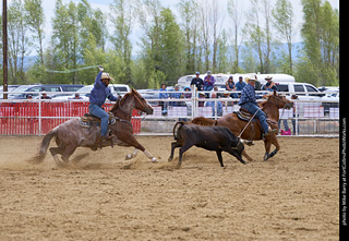 Never Summer Rodeo - Open Team Roping