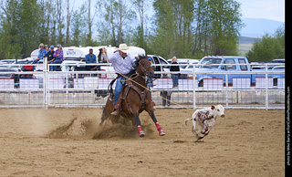 Never Summer Rodeo - Tie Down Roping