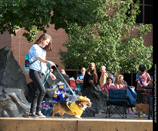 Tour de Corgi - Costume Contest