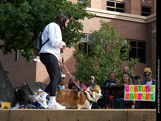 Tour de Corgi - Costume Contest