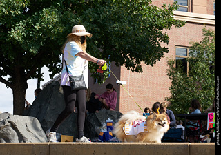 Tour de Corgi - Costume Contest