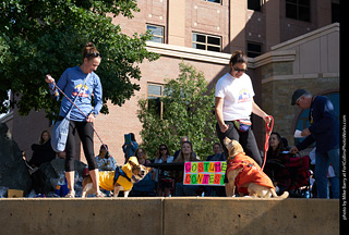 Tour de Corgi - Costume Contest