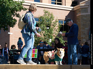 Tour de Corgi - Costume Contest