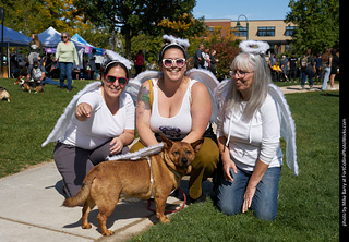 Tour de Corgi - meet up