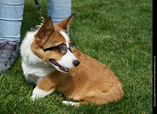 Tour de Corgi - meet up