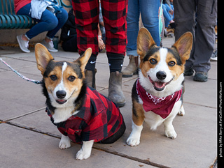 Tour de Corgi - Parade