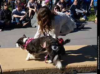 Tour de Corgi 2023