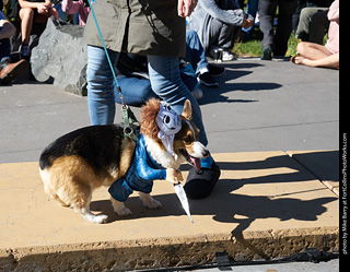 Tour de Corgi 2023