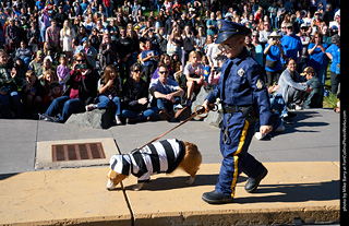 Tour de Corgi 2023