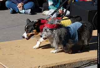 Tour de Corgi 2023