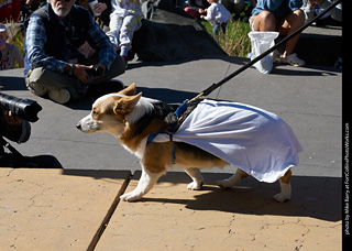 Tour de Corgi 2023