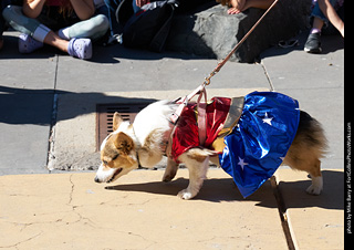 Tour de Corgi 2023