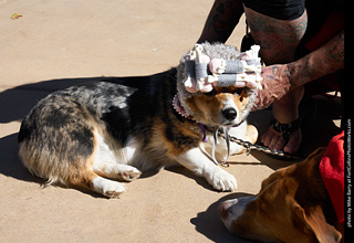 Tour de Corgi 2023