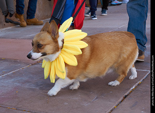 Tour de Corgi 2023