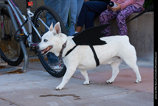 Tour de Corgi 2023