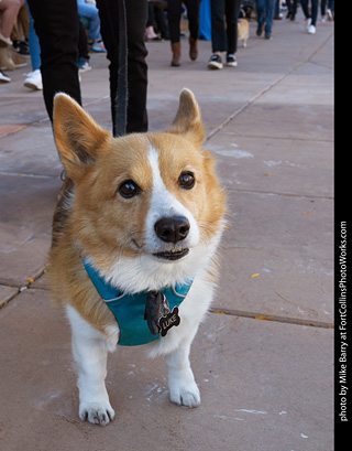 Tour de Corgi 2023