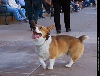 Tour de Corgi 2023