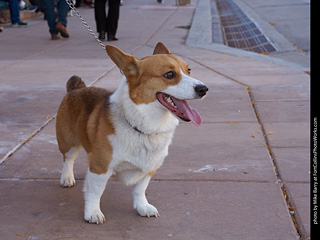 Tour de Corgi 2023