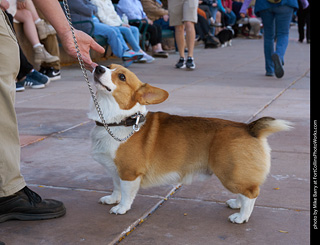 Tour de Corgi 2023