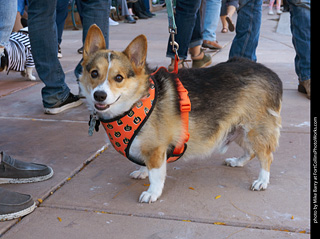 Tour de Corgi 2023